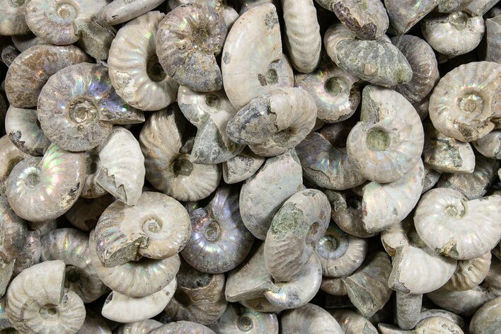 3/4" Silver Iridescent Ammonite Fossils - Photo 1